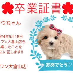 【 卒業証書 】フウちゃん卒業おめでとう!!スタッフママより愛を込めて!