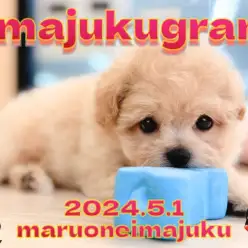 【 イマジュクグラム 】アプリコットカラーの爆毛マルプー登場！最新動画を大公開！