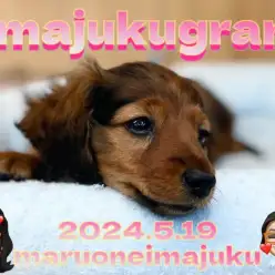 【 イマジュクグラム 】胴長短足の甘え上手なダックスちゃま！寝顔は必見の可愛さ！