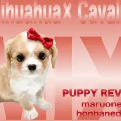 【 チワワ×キャバリア 】キャバリアMIX最小ハーフわんこチワキャバちゃん！