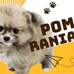 【 ポメラニアン 】究極のたぬき顔ポメ！爆毛クリームセーブルカラーの女の子！