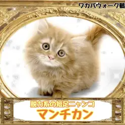 【 マンチカン 】猫は液体？脱力系の短足猫ちゃん