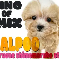 【 MIX 】うちの子のチャームポイントはココ！と言えるぬいぐるみ系マルプー！