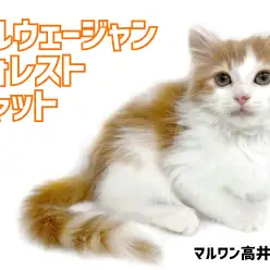 【 ノルウェージャン 】大型猫の圧倒的な存在感！美しい被毛を持った森の妖精登場！