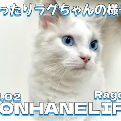 【 ラグ成長ログ 】ゆったりラグちゃんのお部屋の様子