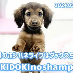 【 レッドダックス成長ログ 】ポン吉ハネ子がお届けする！今日も可愛いダックスちゃん！