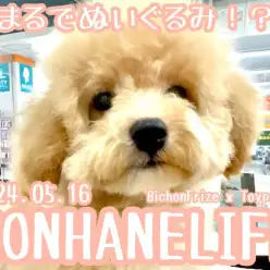 【 ビションプー成長ログ 】シャンプーして毛量倍増！まるでぬいぐるみのようなビションプーちゃん！