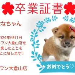 【 卒業証書 】はなちゃん卒業おめでとう！！スタッフママより愛を込めて！