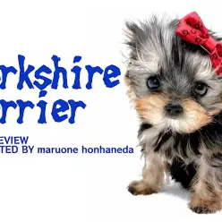 【 ヨーキー 】極小サイズの動く宝石！驚くほどの2頭身ボディにご注目あれ！