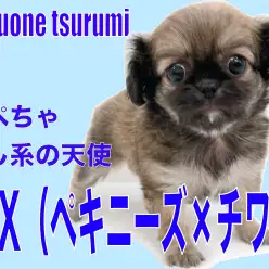 【 MIX 】鼻ぺちゃ犬の癒し系！ペキチワちゃんのプリンス登場！！