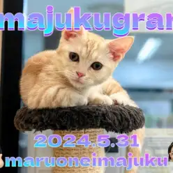 【 イマジュクグラム 】本年度ワクチン終了！甘えん坊加速中のマンチカンちゃま！