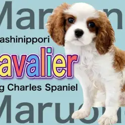 【 キャバリア 】弾ける明るさで皆を笑顔に！ブレンハイムの優しき貴公子