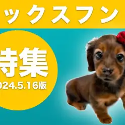【 ダックスフント特集 】5/16現在在店中の胴長短足の大人気犬種！最新動画付き