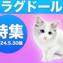 【 ラグドール特集 】5/30現在在店中の青い瞳が美しいラグドールちゃん！
