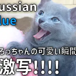 【 ロシアンブルー成長ログ 】可愛い瞬間を激写＆ご紹介！！！
