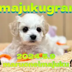 【 イマジュクグラム 】ビションキャバションちゃまのお手入れタイムに密着！