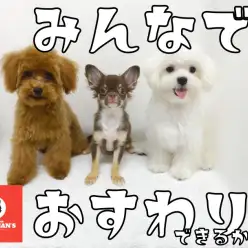 【 ワンチャンズ 】みんなでおすわりできる・・・かなっ？