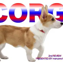 【 コーギー 】とっても賢いおりコーギー！生後5ヶ月を迎える小柄なピーチ姫！