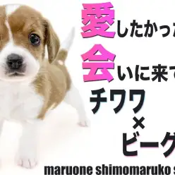 【 MIX 】チワワとビーグルのミックス犬！頭には愛の象徴のマークがある？