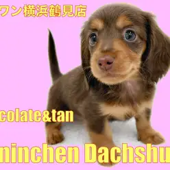 【 カニンヘン・ダックスフント 】人気カラーのチョコタン！優しいお顔のイケメン君！