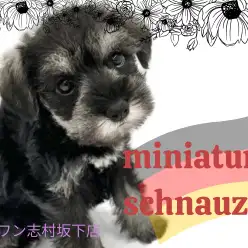【 ミニチュアシュナウザー 】トイレの成功率は90%以上！優等生シュナちゃん登場
