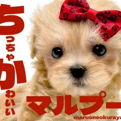 【 MIX 】生後60日で体重405gのバニラ系アプリコットマルプーちゃん！