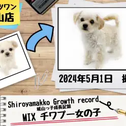 【 MIX 】 城山っ子成長報告！2024年05月01日