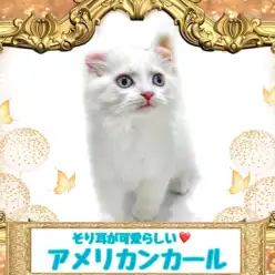 【 アメリカンカール 】そり耳がチャームポイント！真っ白被毛の子猫