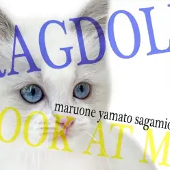 【 ラグドール 】青き瞳のクールビューティーな容姿とコミカルな動きと性格がイイ！