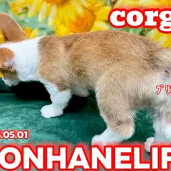 【 コーギー成長ログ 】プリケツコギたん！今日も張り切ってお散歩レッツゴー！