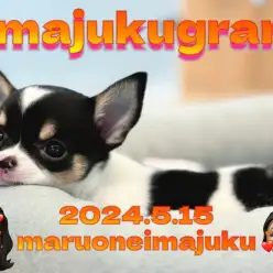 【 イマジュクグラム 】プレミアムなスムースチワワちゃま！入店初日の様子！