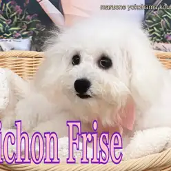 【 ビションフリーゼ 】港北NT店のヒーリングガールの生後6ヶ月