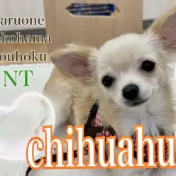 【 チワワ 】楽しいね!お散歩&幼稚園デビューのチワワちゃん