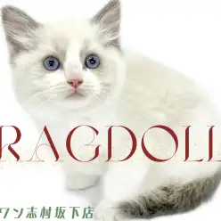 【 ラグドール 】丸顔美形ラグドールちゃん登場！甘々な性格に一目惚れ間違いなし！