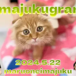 【 イマジュクグラム 】お手入れもおもちゃもご飯も大好きなスコティッシュちゃま！