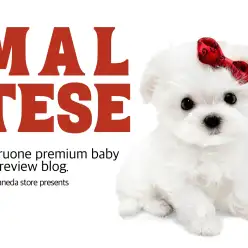 【 マルチーズ 】純白際立つとびきり美人の女の子！プレミアムベイビー登場