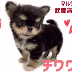 【 チワワ 】大人気ブラックタンカラーの女の子！待望のプレミアムパピーが登場！