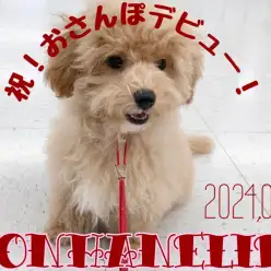 【 MIX成長ログ 】祝！ビションプーちゃんお散歩デビュー！！