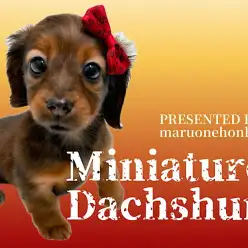 【 ミニチュアダックスフント 】灼熱の太陽に照らされた濃厚レッドのダックスちゃん！