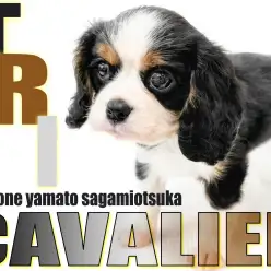 【キャバリア】むっちりとしたホワイトデー生まれのイケメン!トライカラーのプリンス