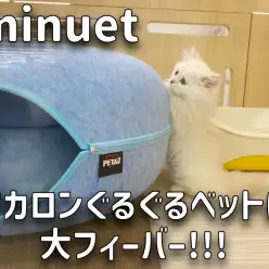 【 ミヌエット成長ログ 】マカロンぐるぐるベットに大フィーバー！！