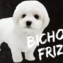 【 ビションフリーゼ 】毛が抜け難く臭いも少なめ!飼い易さ抜群のホワイトドッグ!