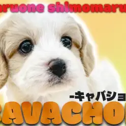 【 キャバション 】新世代の人気MIX犬！キャラクターの様な容姿と愛すべき性格！