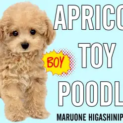 【 トイプードル 】メンタル強め!淡い色のアプリコットボーイ