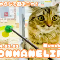 【 マンチカン成長ログ 】マンチちゃん、今日は猫じゃらしで遊ぶニャ！