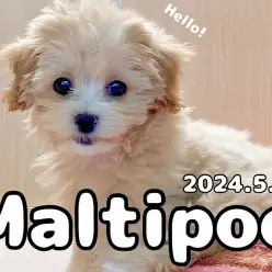 【 マルプー成長ログ 】お気に入りのおもちゃにテン上げマルプーちゃん♪