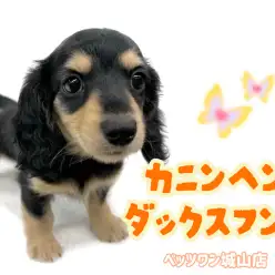 【 カニンヘンダックスフント 】愛され短足ボディ！天真爛漫なキュートガール登場