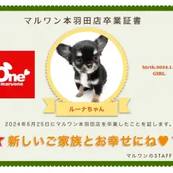 【 卒業記念 】チワワのルーナちゃん卒業おめでとう！今までの感謝を込めて〜卒業ブログ〜