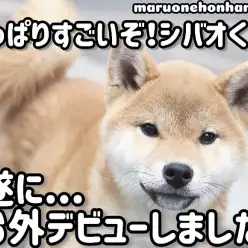 【 柴犬 】ドキドキの初体験!シバオくん初めてのお外デビュー!