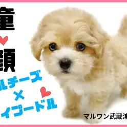 【 マルチーズ×トイプードル 】童顔MIXマルプーの子犬が埼玉浦和に登場！